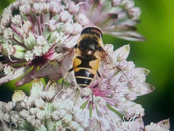 Eristalis horticola